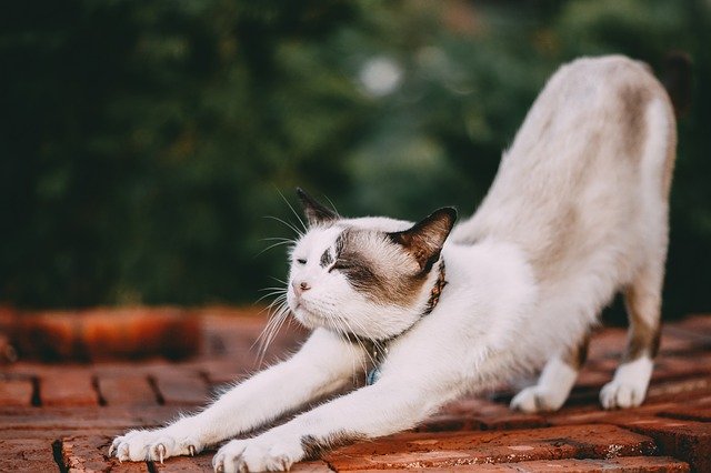 cat is doing yoga.